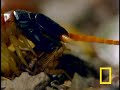 Centipede vs. Grasshopper Mouse