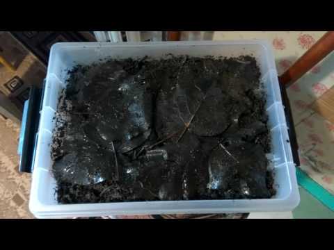 Рыбалка хранение червей в домашних условиях Рыбалка хранение червей в домашних условиях