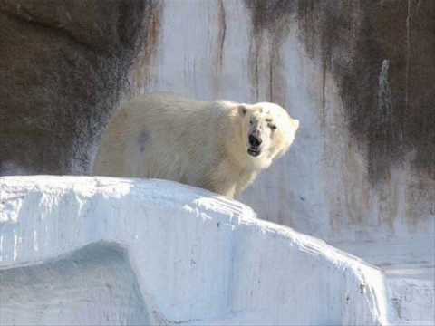 天王寺動物園．wmv