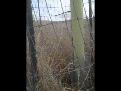 video22.mov: Lime idge oaks Video video22.mov: Lime idge oaks Video