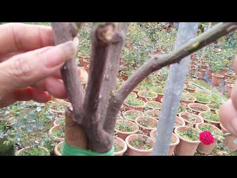 Cách tạo cây hoa hồng thân gỗ (Phần 1)