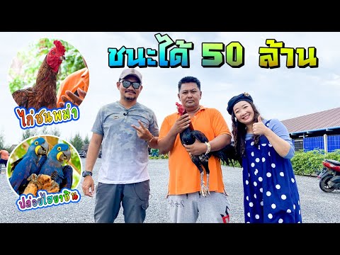 บุกฟาร์มไก่ชน ระดับประเทศ ส.มีสุวรรณ