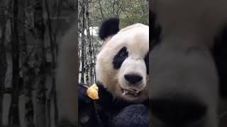 Pandas Face Close-Up While Eating