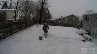 Staffordshire Bull Terrier