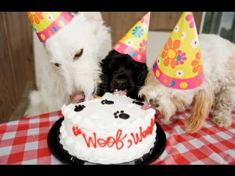 Review Birthday Cake Recipes For A Dog