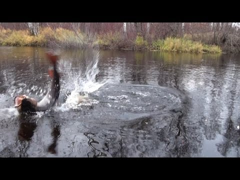 ловля тайменя сплавом видео ловля тайменя сплавом видео