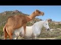 Camel & Horse Fail HD