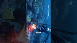 Giant Octopus Attacks A Diver From Behind
