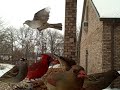 birds