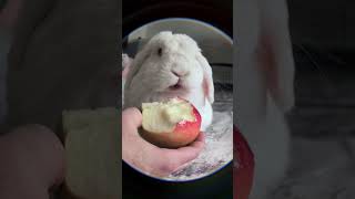 Holland Lop Snacks On An Apple.