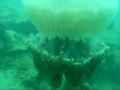 Mushroom Jellyfish dive Pattaya-Thailand