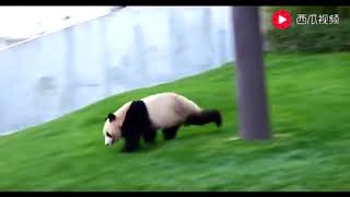 Baby Pandas 🔴 Cute and Funny Baby Panda Videos Compilation (2018.9.19)