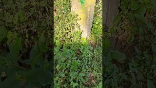 Snake At Beach Side
