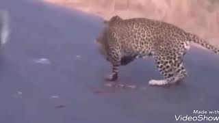Leopar Oklu Kirpiyi Avladığını Sanarken Bakın Neler Oldu..