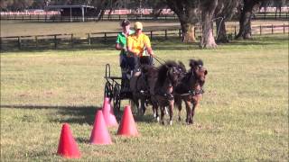 Mini Four In Hand Driving With Suzy Stafford