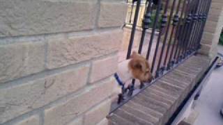 Jack Russell Terrier Puro