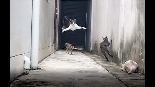 A WILD CAT IN ACTION LIKE JACKIE CHAN AND BRUCE LEE | The Awesome Macho Khan
