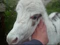 Miniature Donkey Foal 'Frosty'