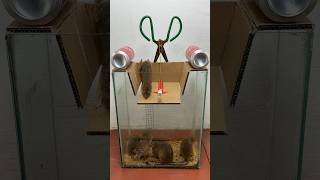Great Homemade Mouse Trap Idea And Easy To Make At Home #Rat #Rattrap #Mousetrap #Shorts