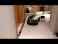 French Bulldog puppy reclaims bed from cat
