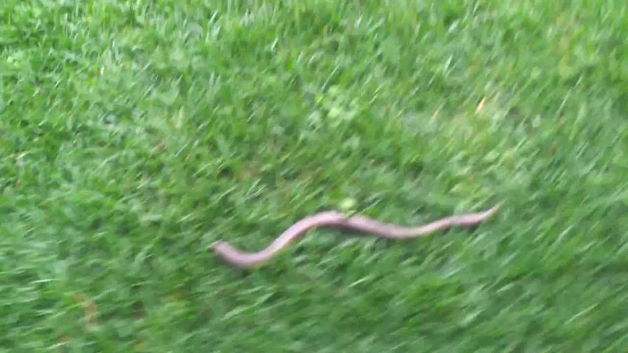 Found a legless lizard home Encontrei um lagartocobra (descanso) em