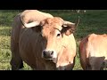 Aubrac.