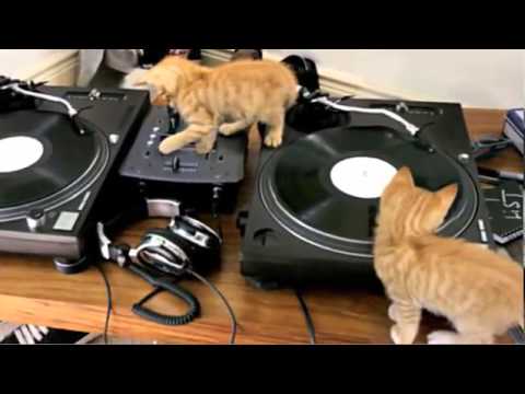 DJ chaton