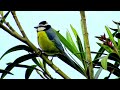 Birds of Morocco African Blue Tit - Cyanistes teneriffae - Mésange bleur d'Afrique