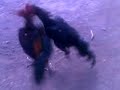 image Fighting Rooster Punch And Kill Attack And Defend Ayam Bangkok Birma Vietnam Ayam Laga Arghan Farm