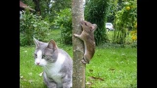 Crazy Funny Cats try not laugh 2018 Cat vs Mouse
