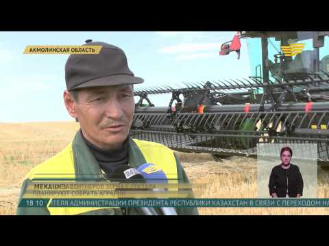 Бизнес по выращиванию пшеницы Бизнес по выращиванию пшеницы