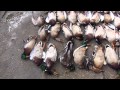 caccia alle anatre in romania