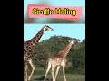 Giraffe Mating #shorts