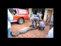 Anaconda se come a diputado en Brasil HD Anaconda atacando come vivo a ser humando serpiente boa