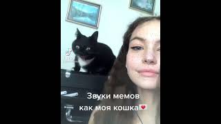 Звуки Мемов Как Моя Кошка 🤣 #Shorts