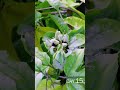 Passion Fruit Flower Blooming Time Lapse