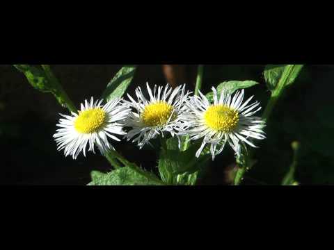 Header of stenactis annua