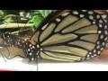 Butterflies in New York City 5