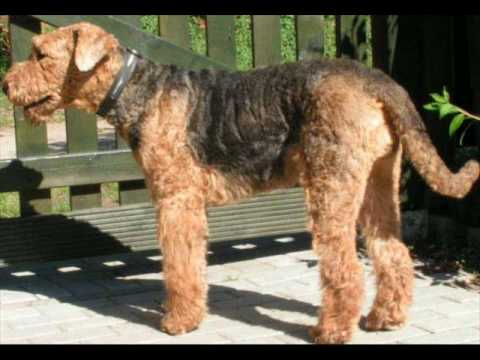 Mix Videos | Airedale Terrier Mix Video Codes | Airedale Terrier Mix Mix Videos | Airedale Terrier Mix Video Codes | Airedale Terrier Mix