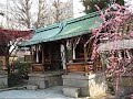 Plum Blossoms in Kyoto, Koto Music