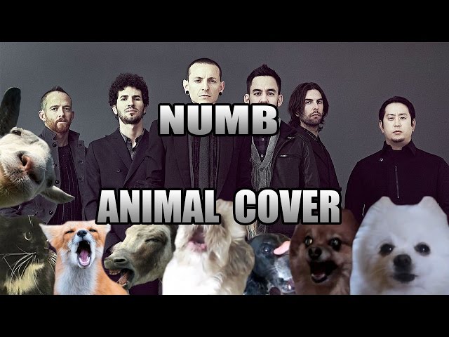 Animals Sing ‘Numb’ By Linkin Park - Video