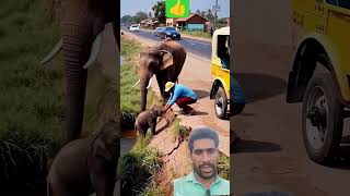 Baby Elephant Rescue Ai Visual Remix With Commentary