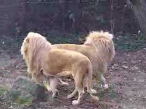 White lions