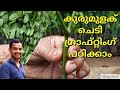 kutti kurumulaku grafting  #colibrium plant grafting #brazilian thippili plant grafting #bush pepper