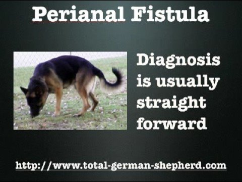 Nude pics 2020 - Proptic and canine anal fistulas fistulas Proptic and canine anal