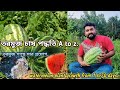 তরমুজ চাষ পদ্ধতি A to Zতরমুজ গাছে সার প্রয়োগ।watermelon plant growth from 1 to70 days #melonharvest