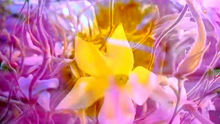Watch Mark Knopfler If I Had You video