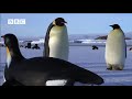 Penguins - Spy in the Huddle: Emperor Penguins Meet PenguinCam, Narrated by David Tennant