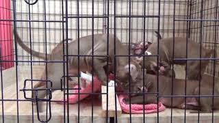 55 Day Puppies Apbt Of Jls Kennel From Slovakia 19. 7. 2018 - 4K Ultrahd Quality