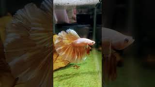 Ohm Betta Fish